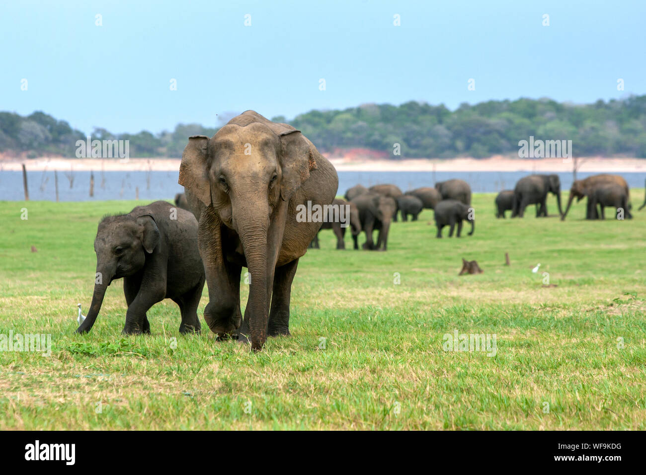 An elephant cow with her calf feeding on grass adjacent to the tank (reservoir) at Kaudulla National Park in Sri Lanka. Stock Photo