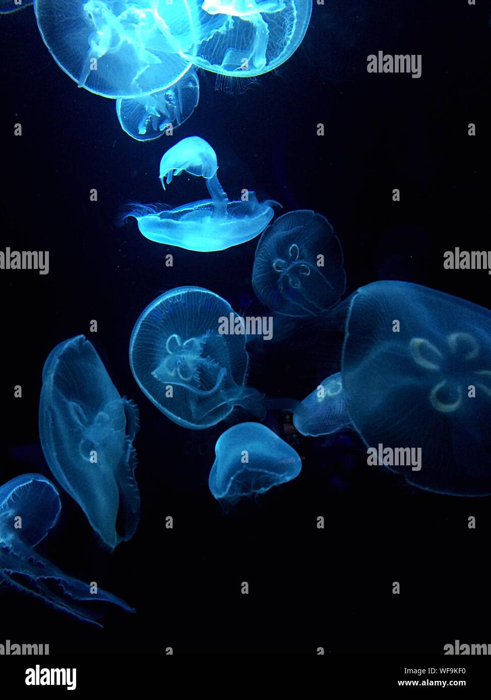 Jellyfishes Swimming Underwater Stock Photo
