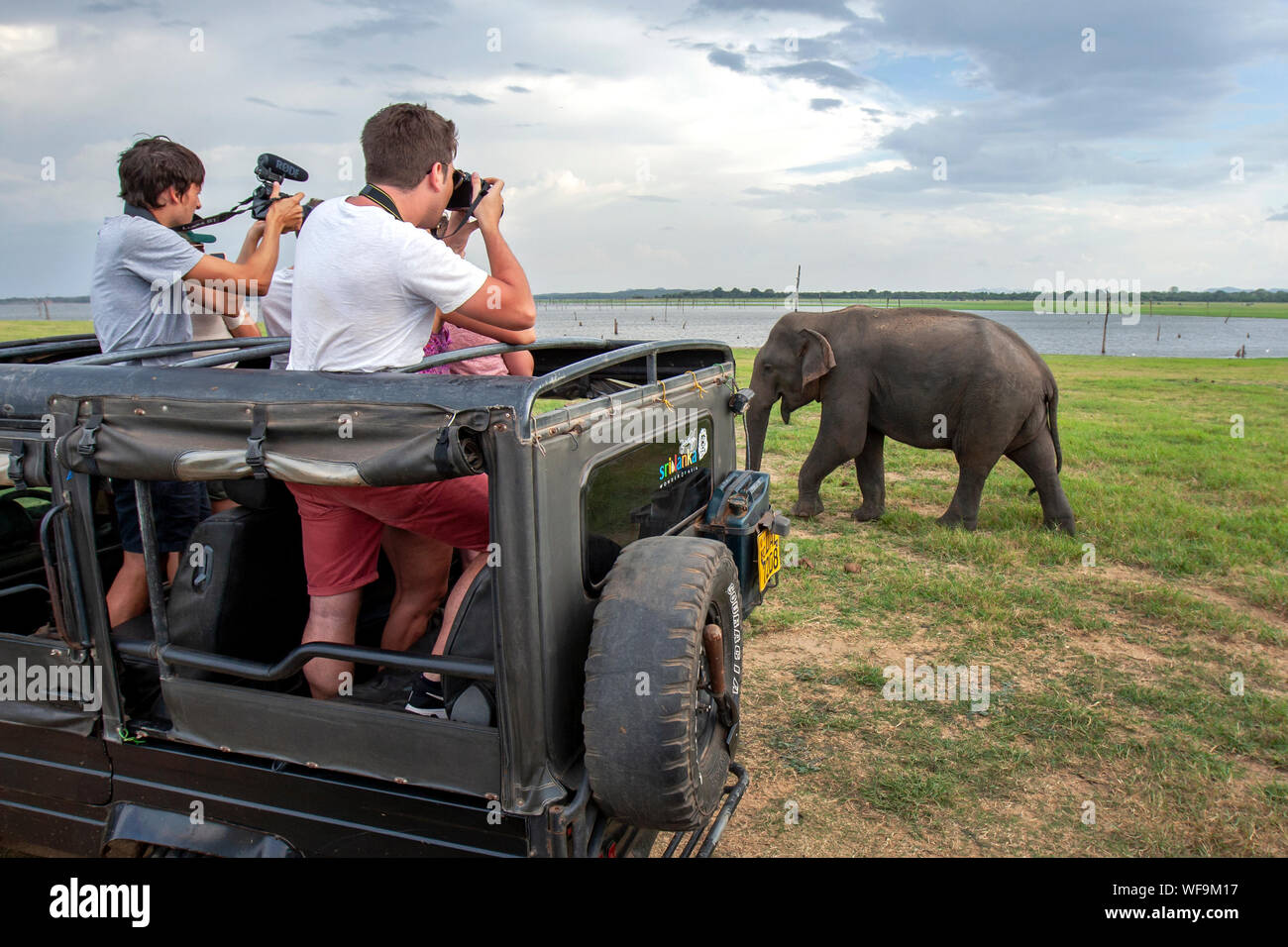 An elephant walks past a safari jeep adjacent to the tank (reservoir) at Kaudulla National Park in Sri Lanka. Stock Photo