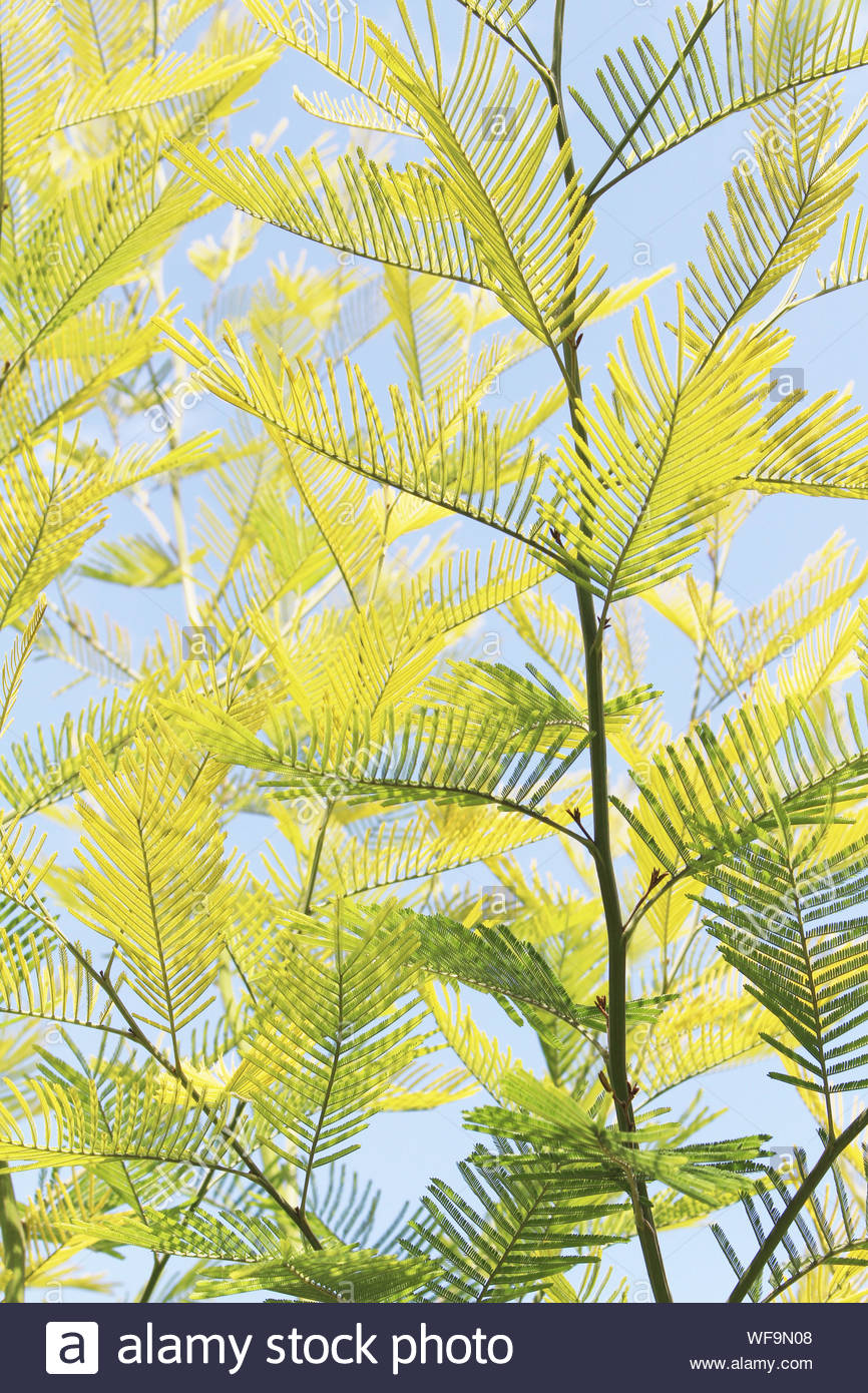 Acacia Stock Photo