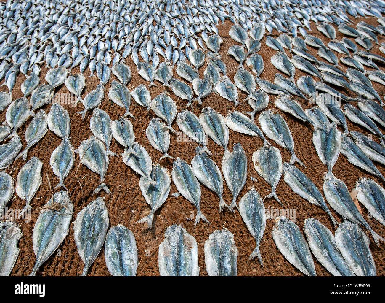 Sardine fish drying in the sun on hessian matting on Negombo beach in