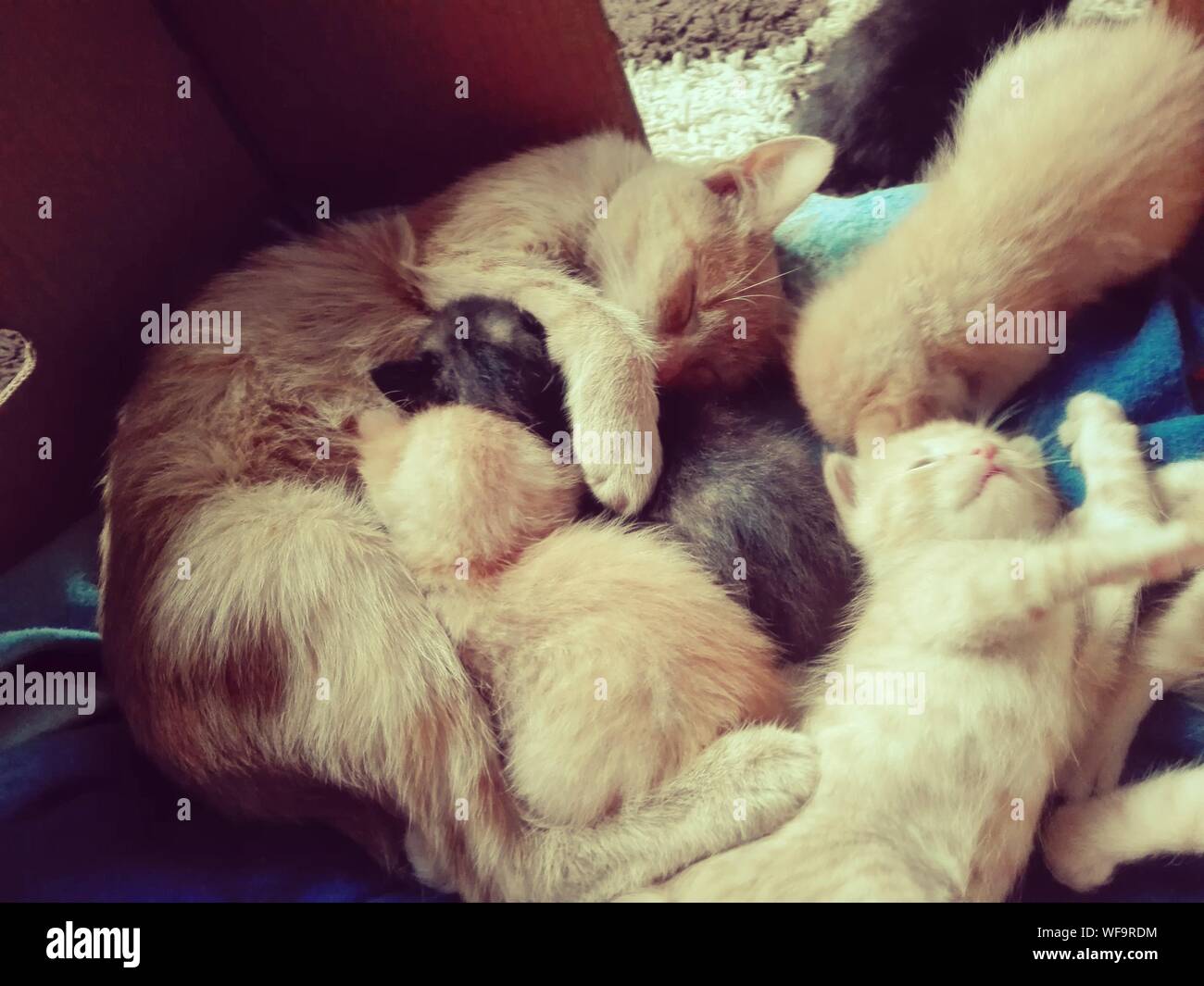 Sleeping box hires stock photography and images Alamy