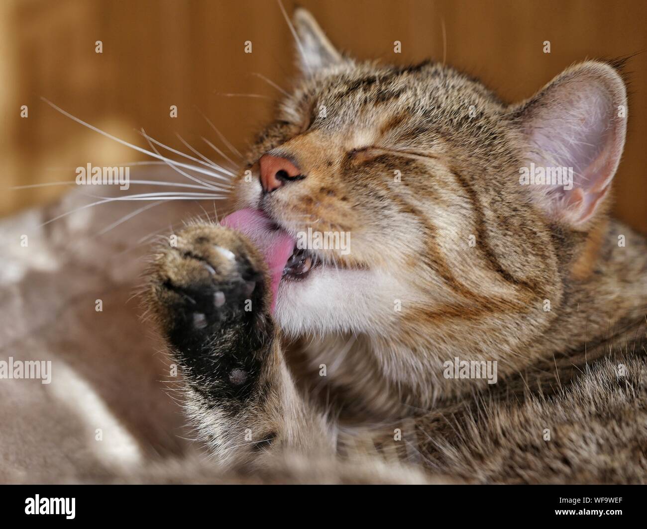 Licking Leg High Resolution Stock Photography And Images Alamy licking-leg-high-resolution-stock-photography-and-images-alamy