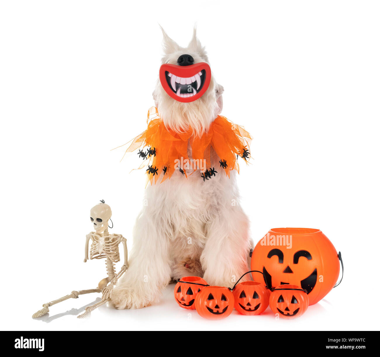 white miniature schnauzer in front of white background Stock Photo - Alamy