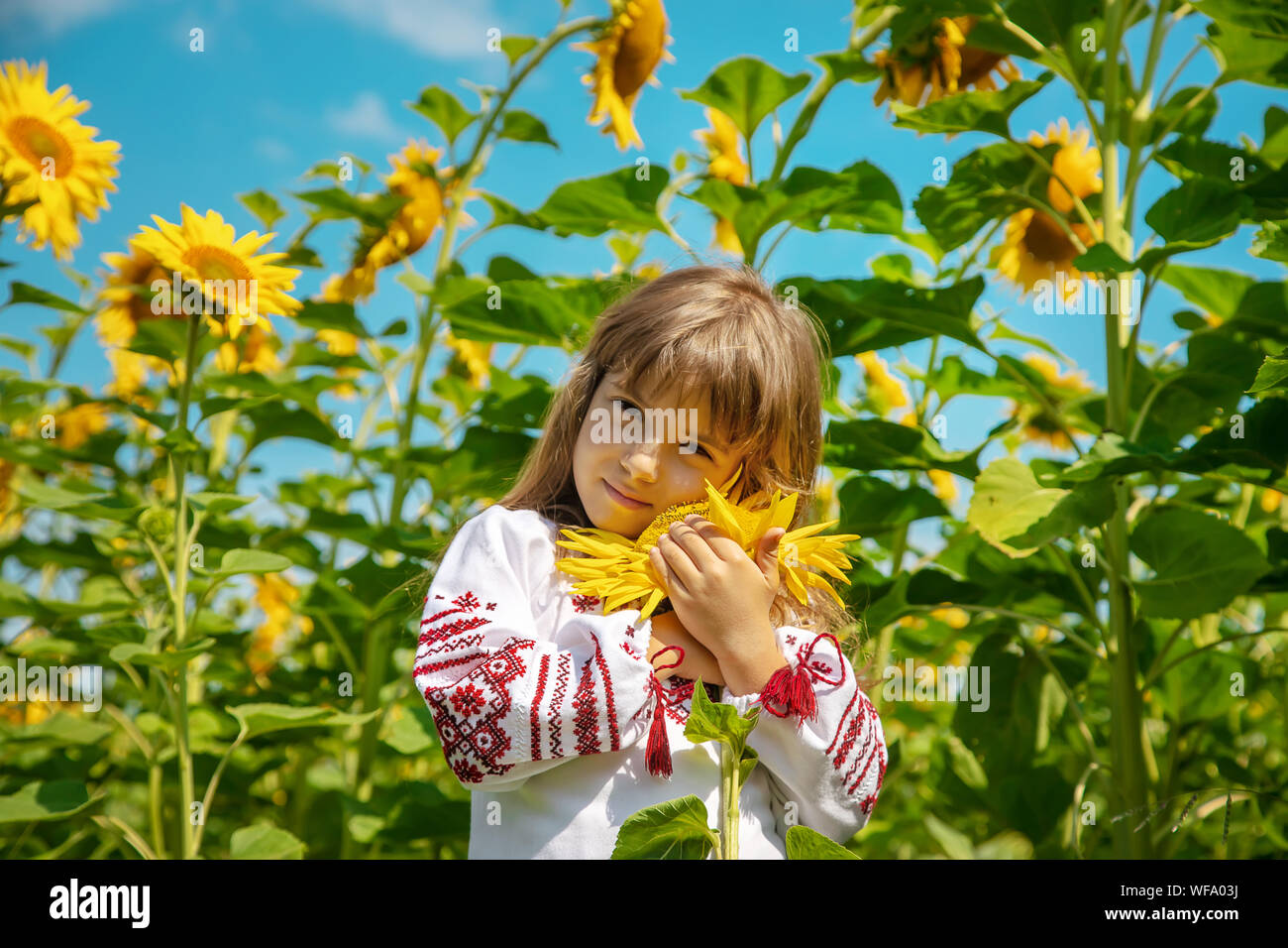 Ukrainian sunflower art hi-res stock photography and images - Alamy
