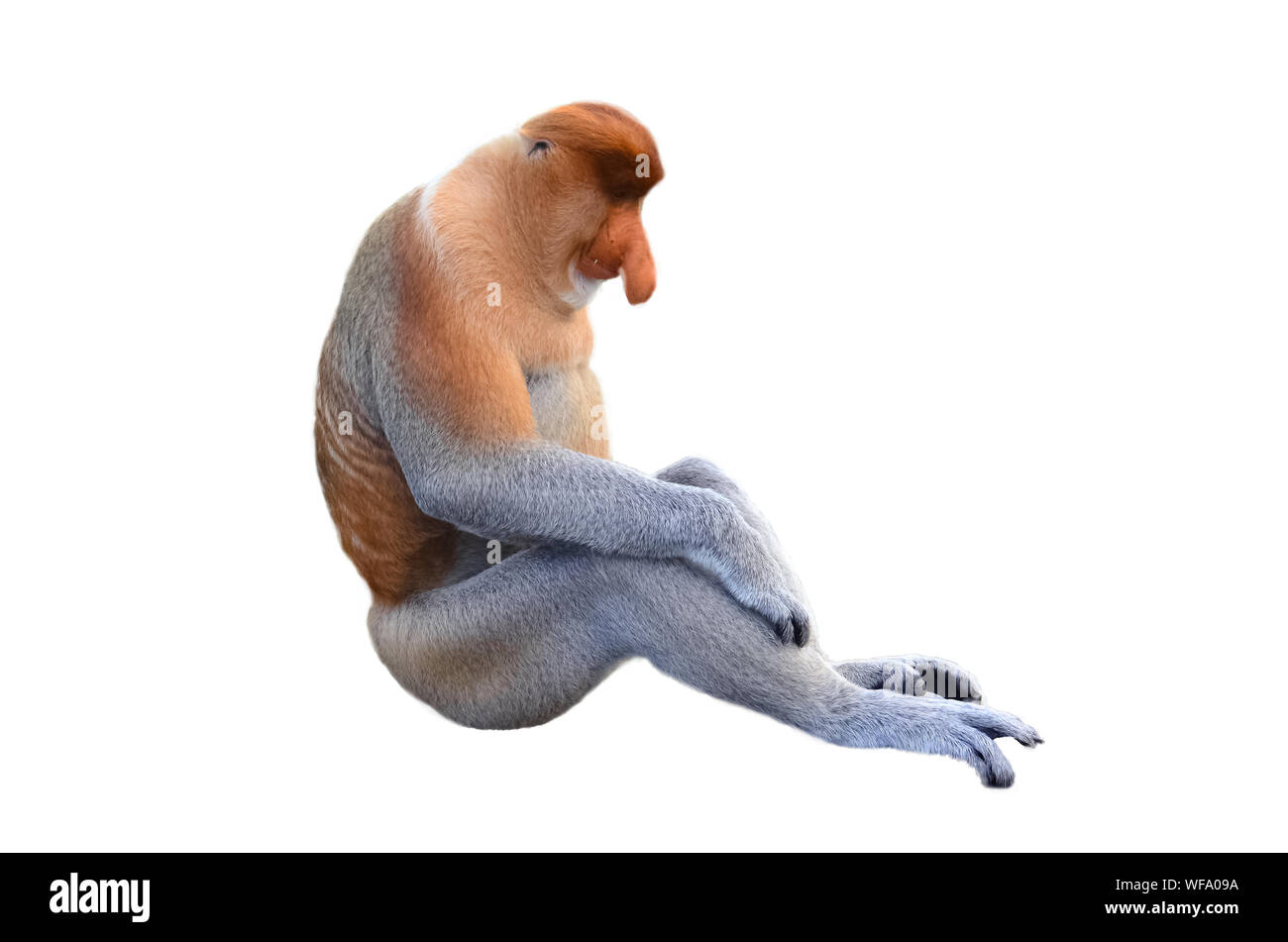 Monkey Sitting Against White Background Stock Photo - Alamy