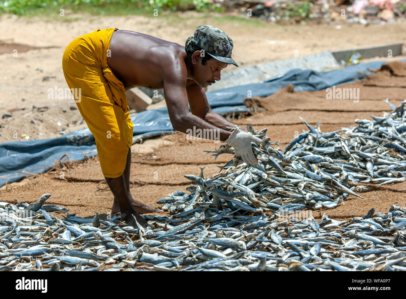 A man spreading sardine fish on hessian matting on Negombo beach in Sri