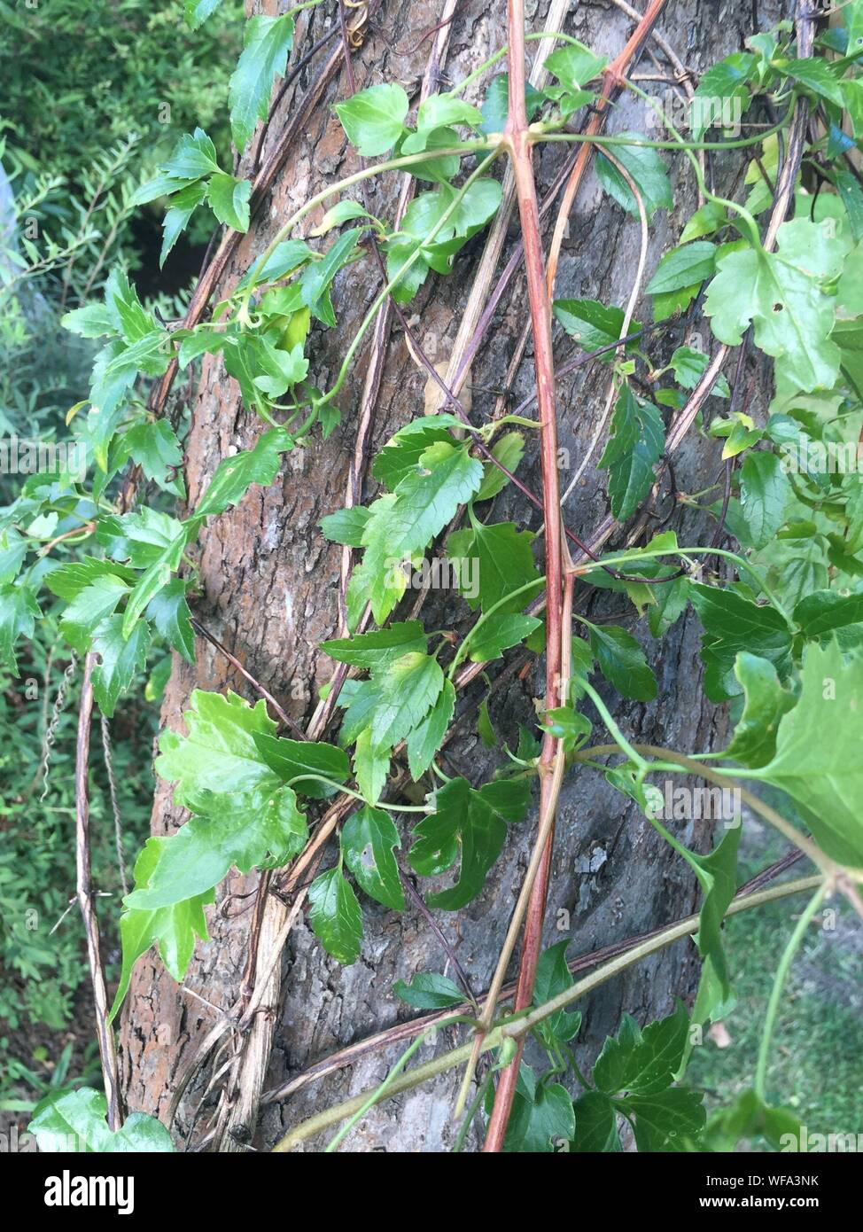 Creepers trees hires stock photography and images Alamy