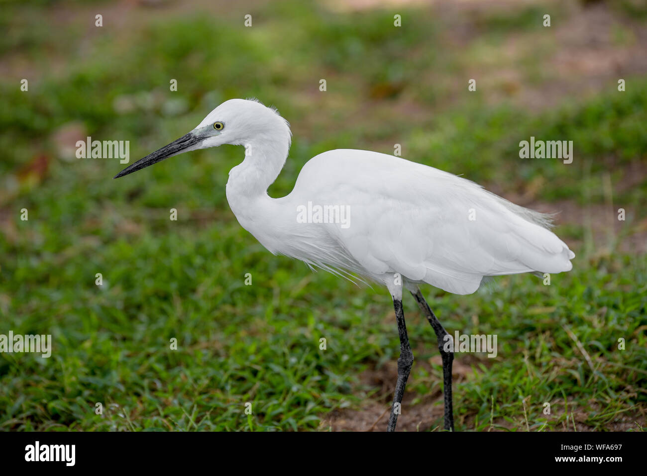 One bird in profile hi-res stock photography and images - Alamy