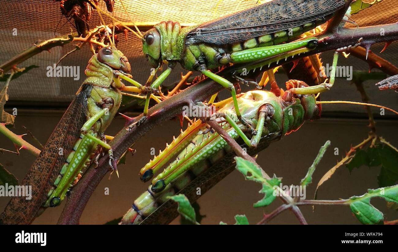 Three grasshoppers hi-res stock photography and images - Alamy