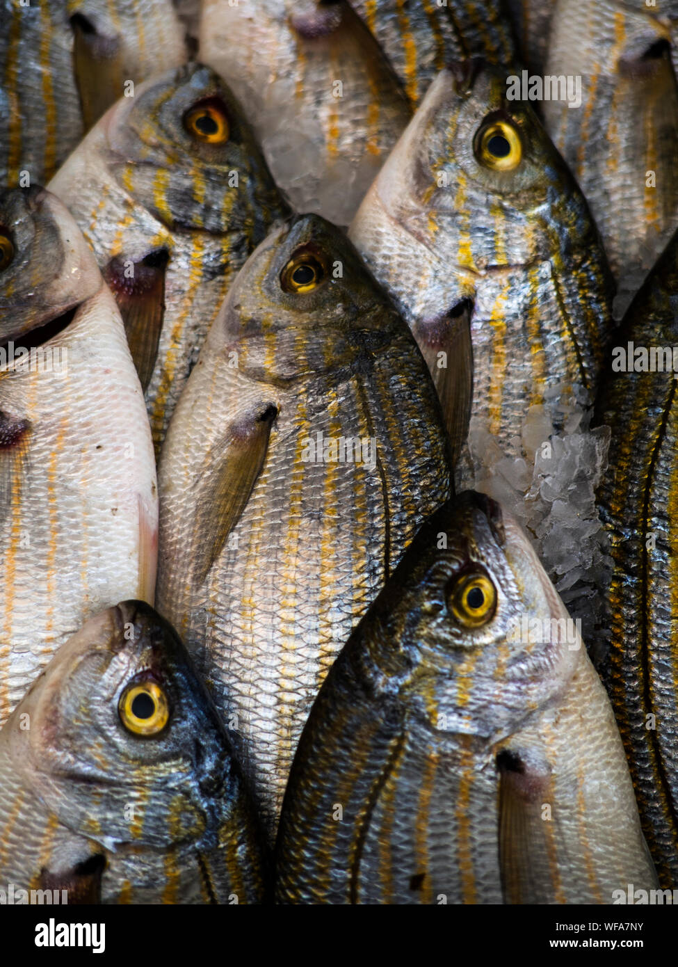 Fish frame hires stock photography and images Alamy