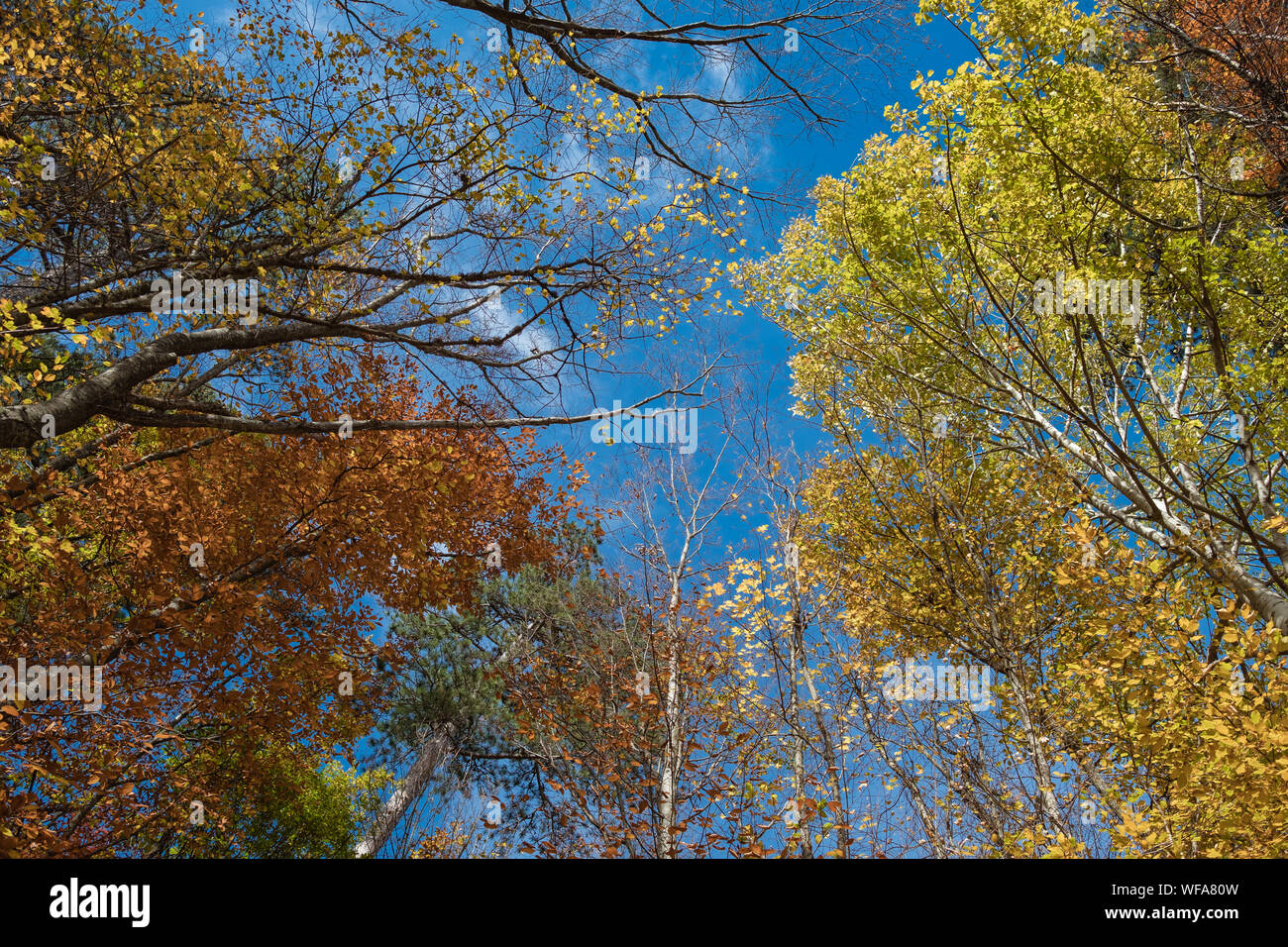 Autumn leaves with the blue sky background. With clouds Stock Photo - Alamy
