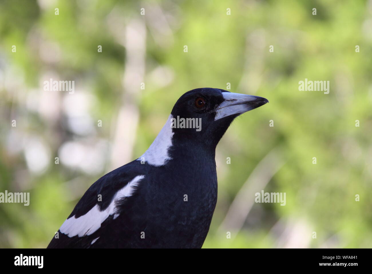 Australian Magpie (Tibicen Gymnorhina) Stock Photo