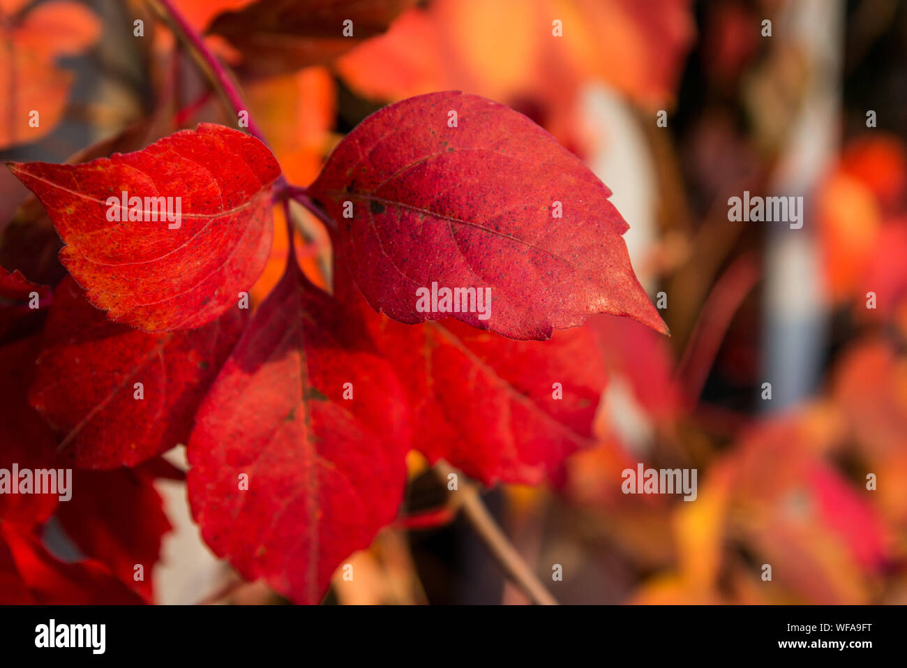 The colors of autumn leaves Stock Photo Alamy