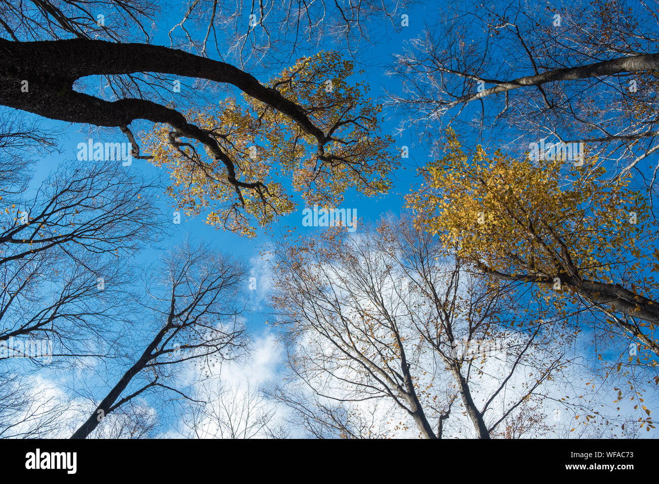 Autumn leaves with the blue sky background. With clouds Stock Photo - Alamy