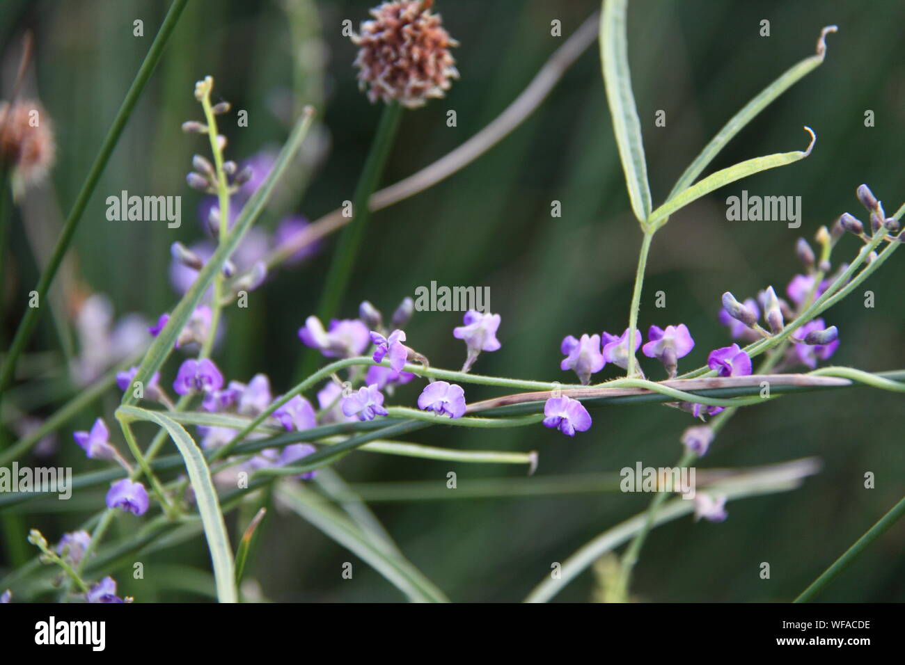 Purple Coral Pea (Hardenbergia Violacea) Vine Along River-Bank Stock Photo