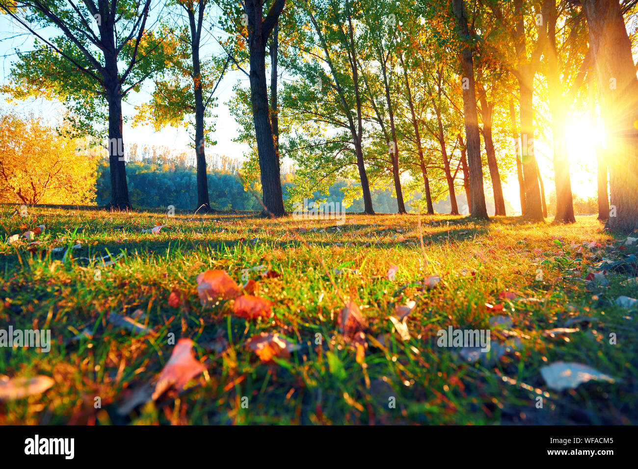 beautiful%20sunset%20and%20trees%20in%20the%20autumn%20forest,%20bright%20landscape%20in%20fall%20%20season%20Stock%20Photo%20-%20Alamy