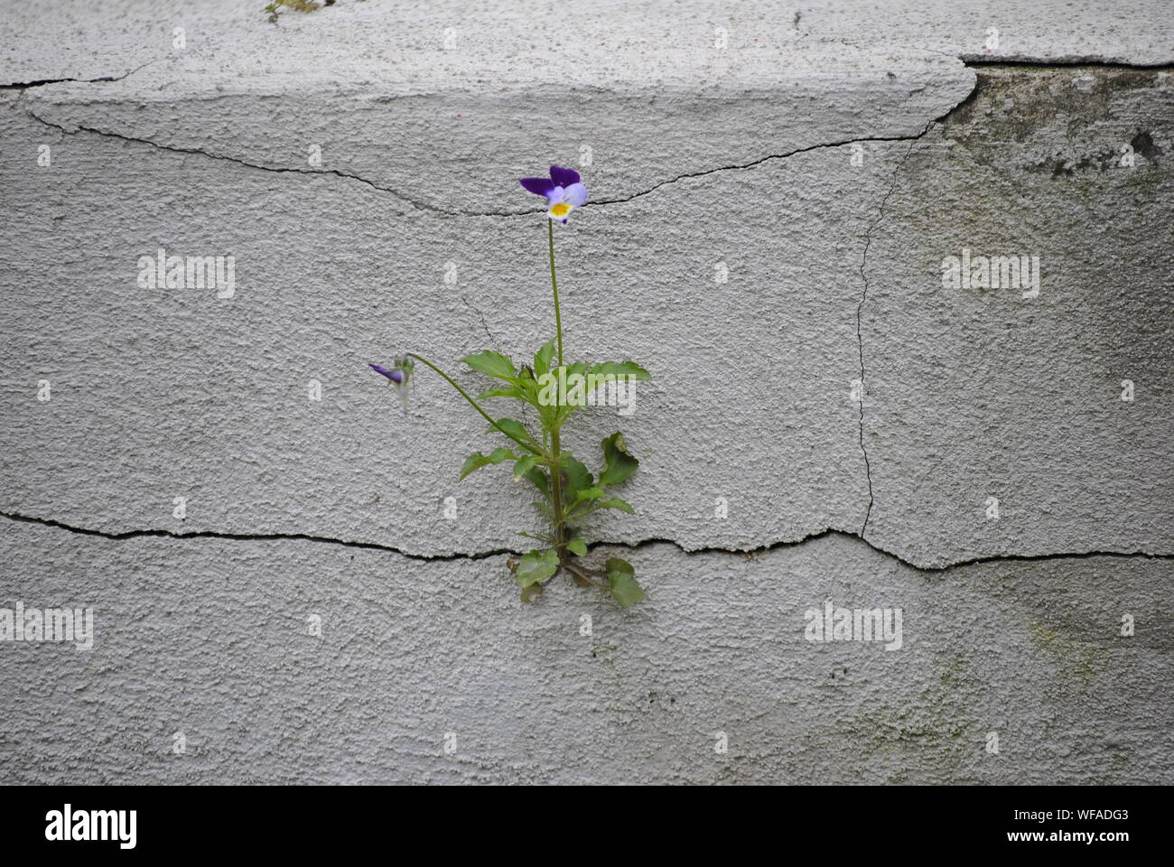 Purple Flower Growing On Wall Stock Photo Alamy