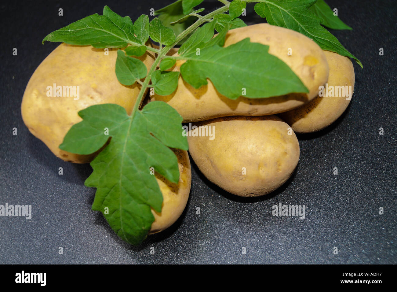 Solanum tuberosum fruit hires stock photography and images Alamy