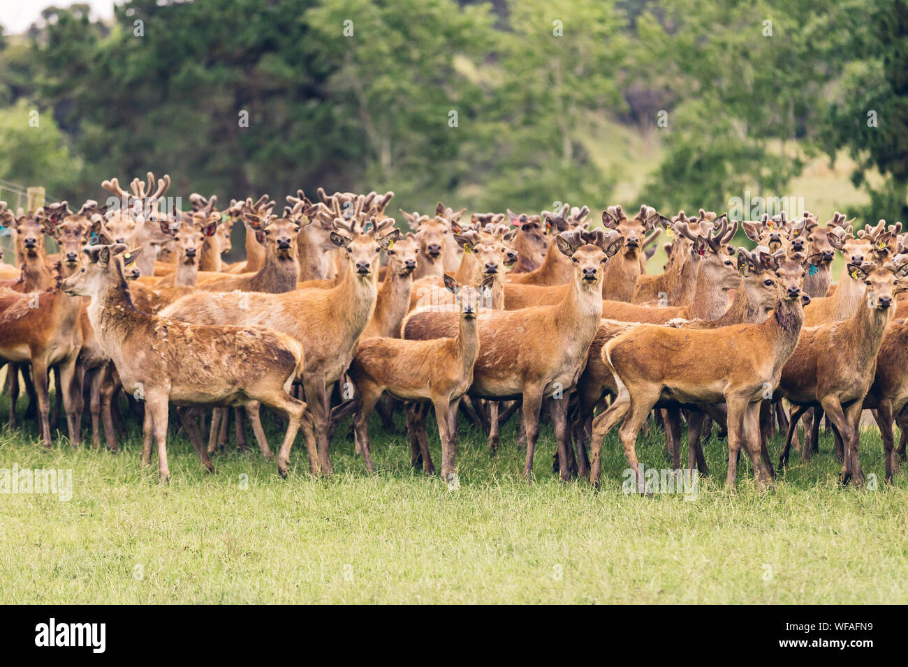 Herd Of Deer Standing On Land In Forest Stock Photo - Alamy
