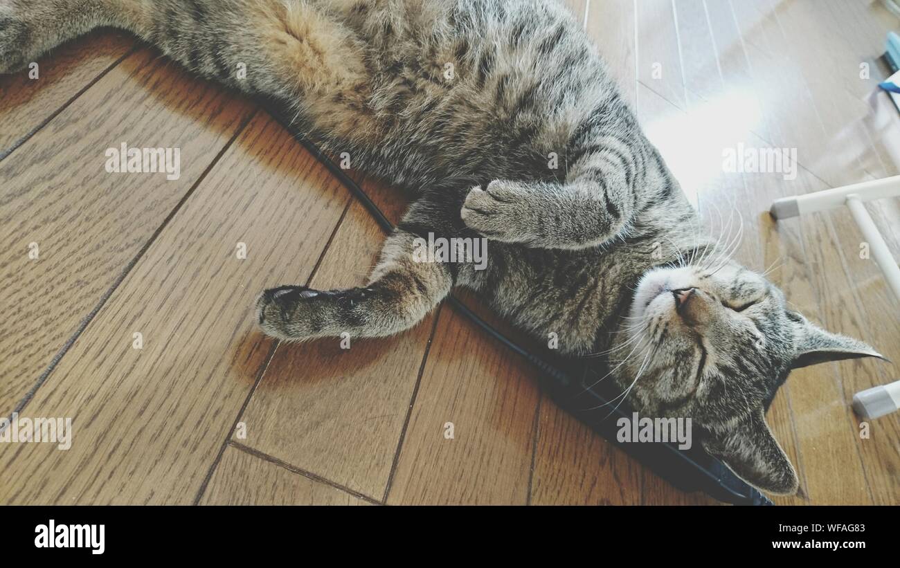 High Angle View Of Cat Sleeping On Hardwood Floor Stock Photo