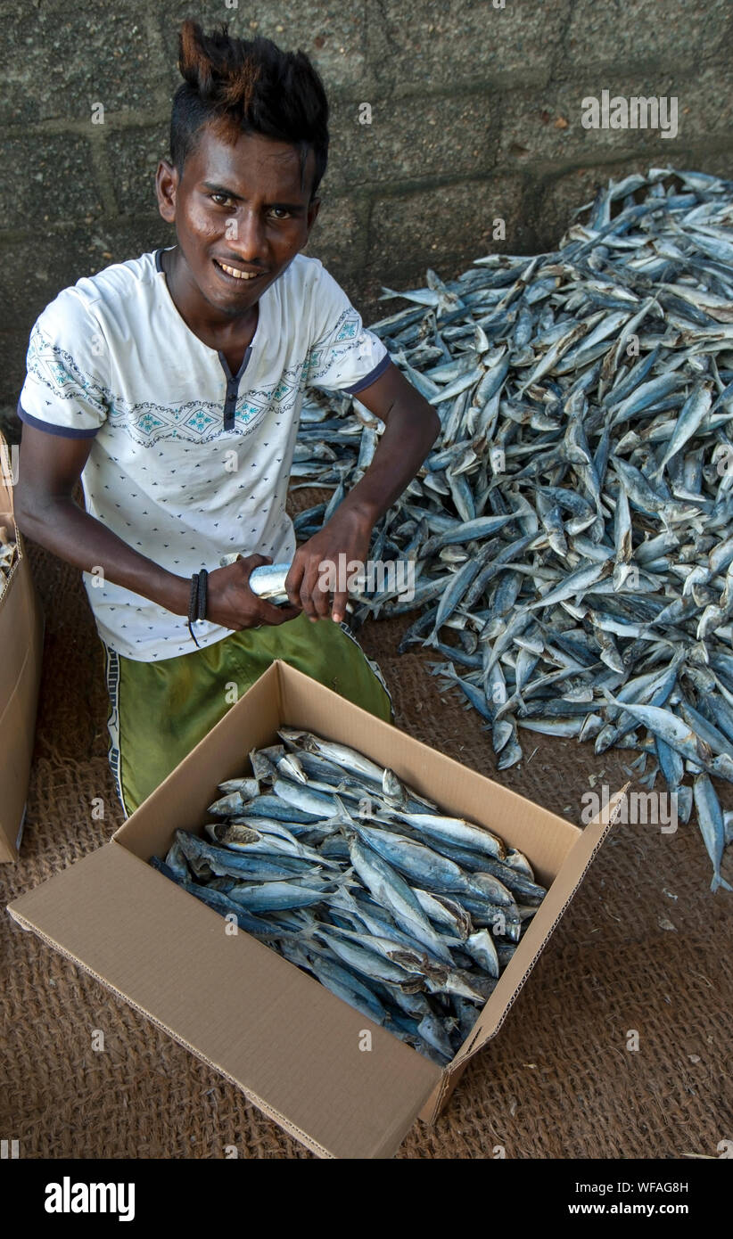 A man placing dried sardine fish into a cardboard box prior to sale at