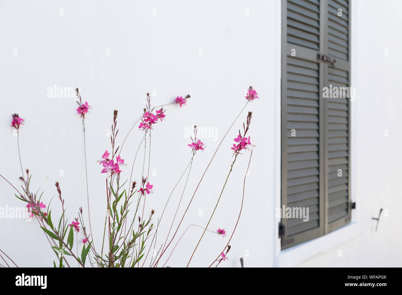 The flowering Guara 'Pink Cloud' (Gaura lindheimeri 'Pink Cloud') next to a black Sutter against the bright white wall of a building. Stock Photo