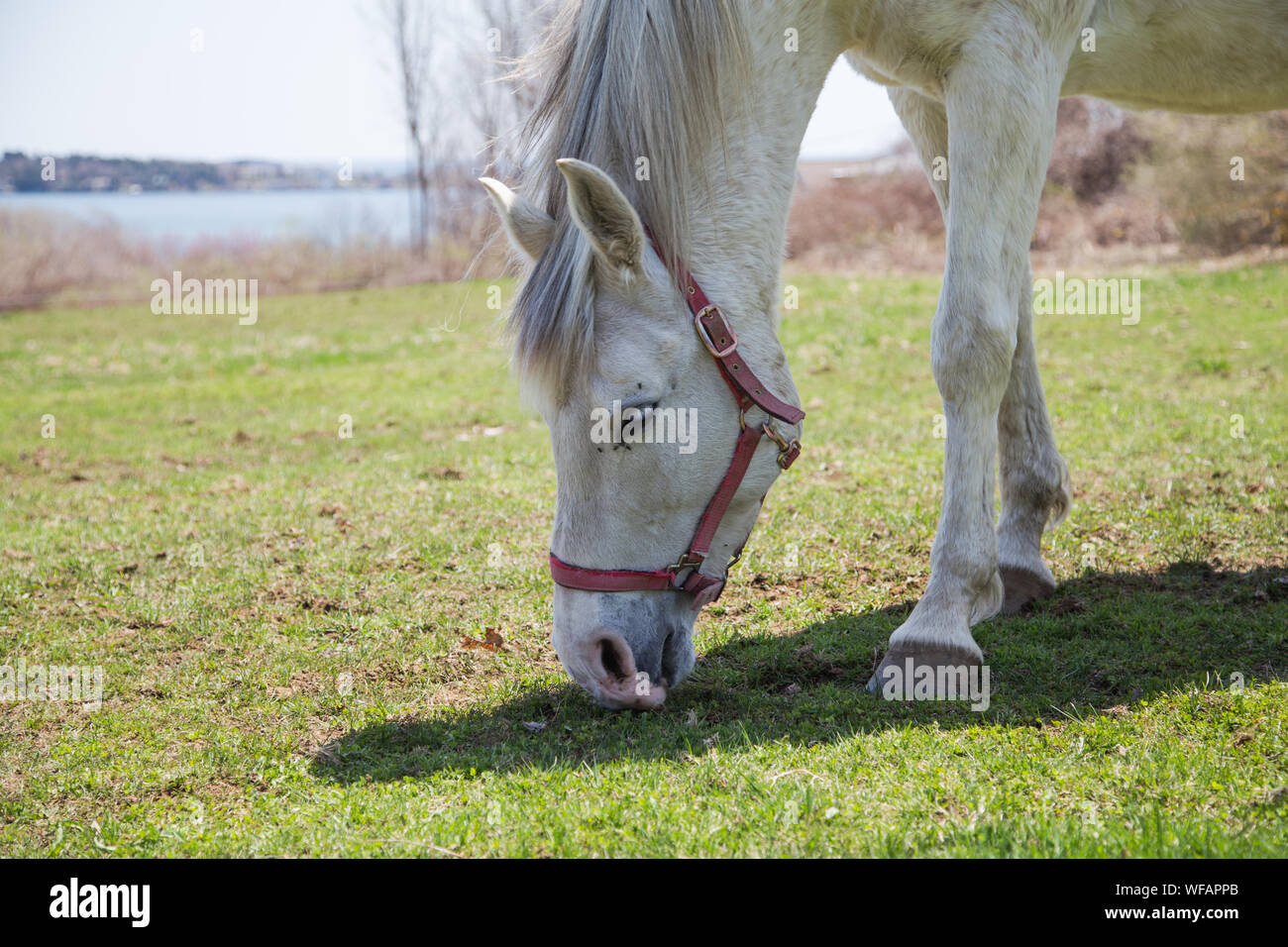 A close up of grazing white horse (Equus ferus caballus) with a red bridle in a rural setting overlooking a small cove, Brunswick, Maine, USA. Stock Photo