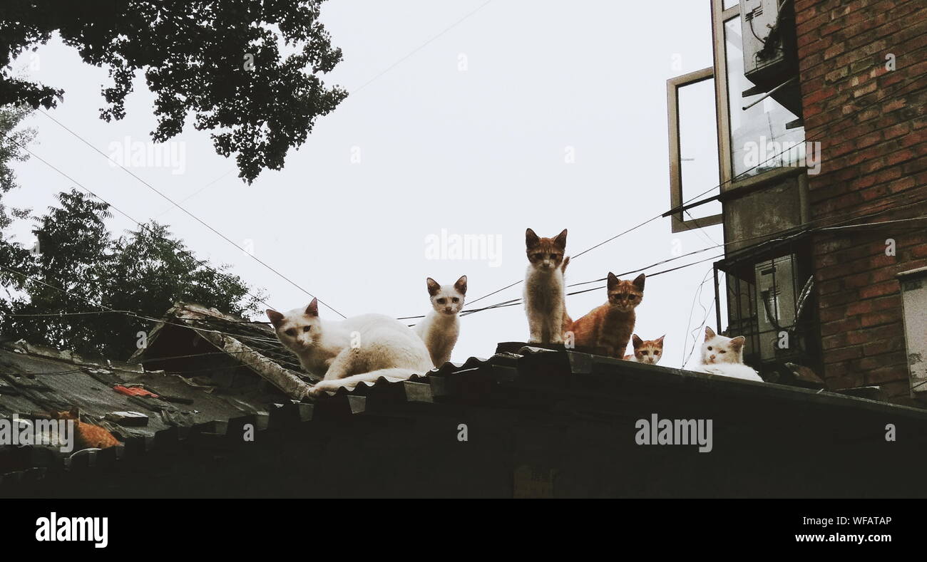 Group stray cats hires stock photography and images Alamy