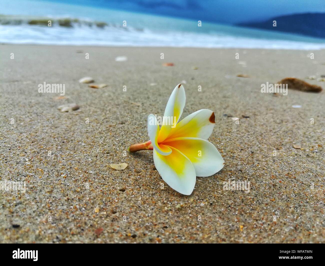 Frangipani beach hires stock photography and images Alamy