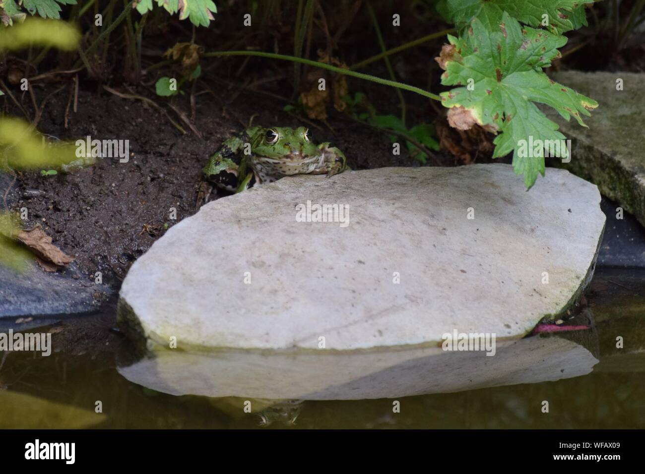 Hybrid of Sea frog and small Waterfrog Stock Photo - Alamy