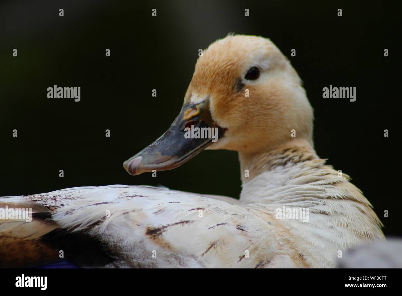 Duck Tongue Stock Photos & Duck Tongue Stock Images Alamy