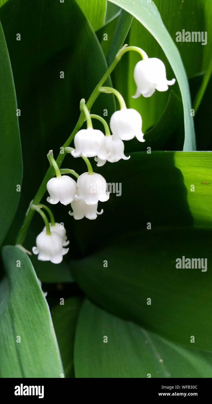 Lily of valley flowers hi-res stock photography and images - Alamy