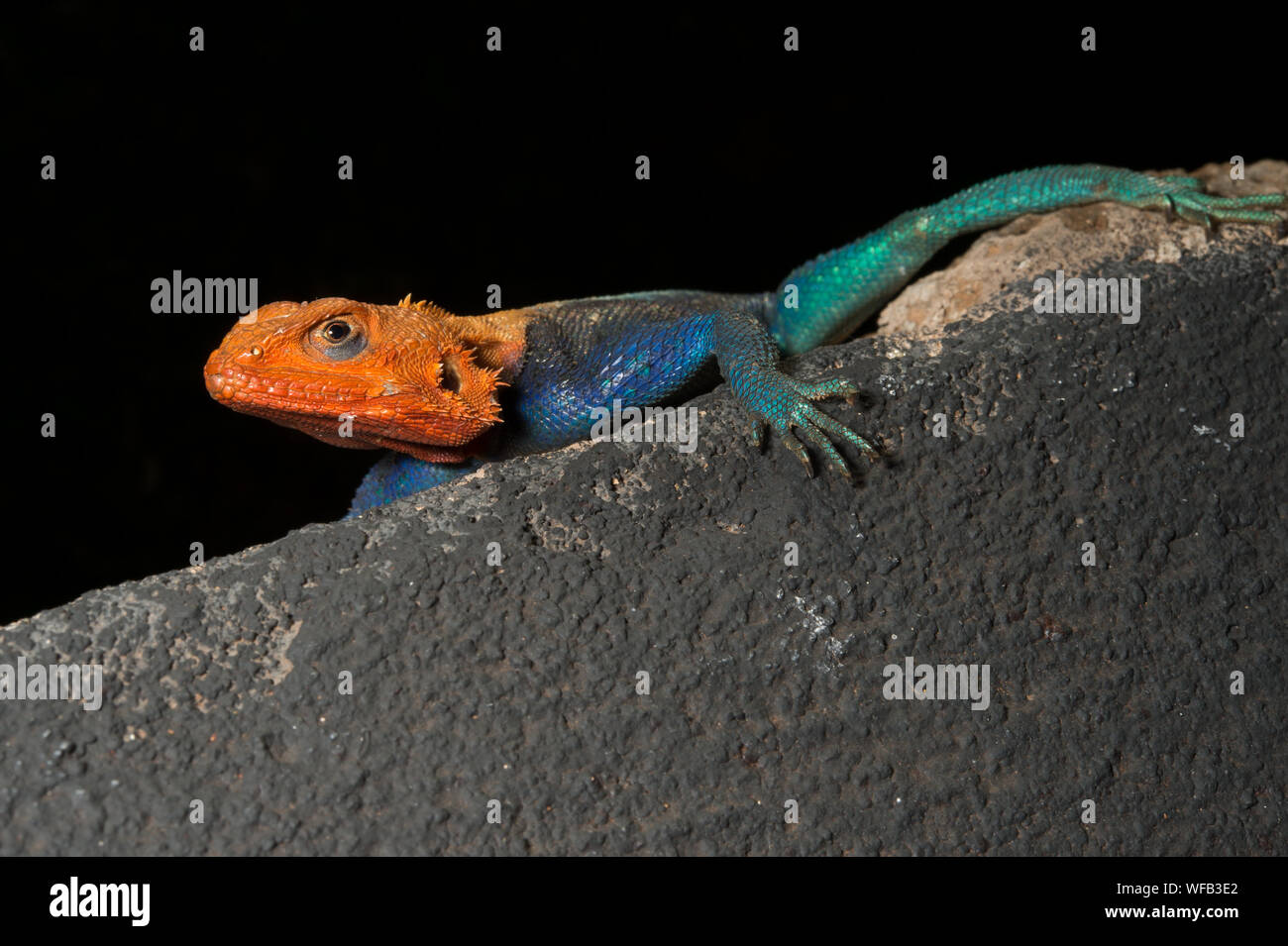 Male of Rainbow Agama, Agama agama, Agamidae, West Tsavo National Park, Kenya, Africa Stock Photo