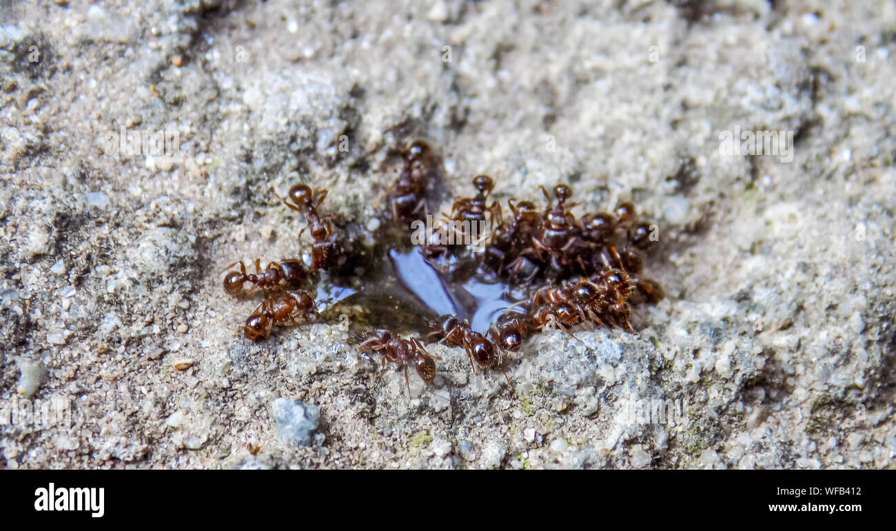 Ants On Rock High Resolution Stock Photography and Images - Alamy