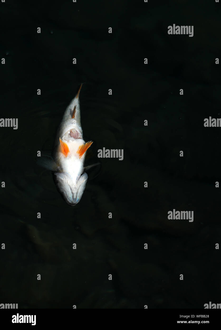 Dead fish floating in the water Stock Photo Alamy