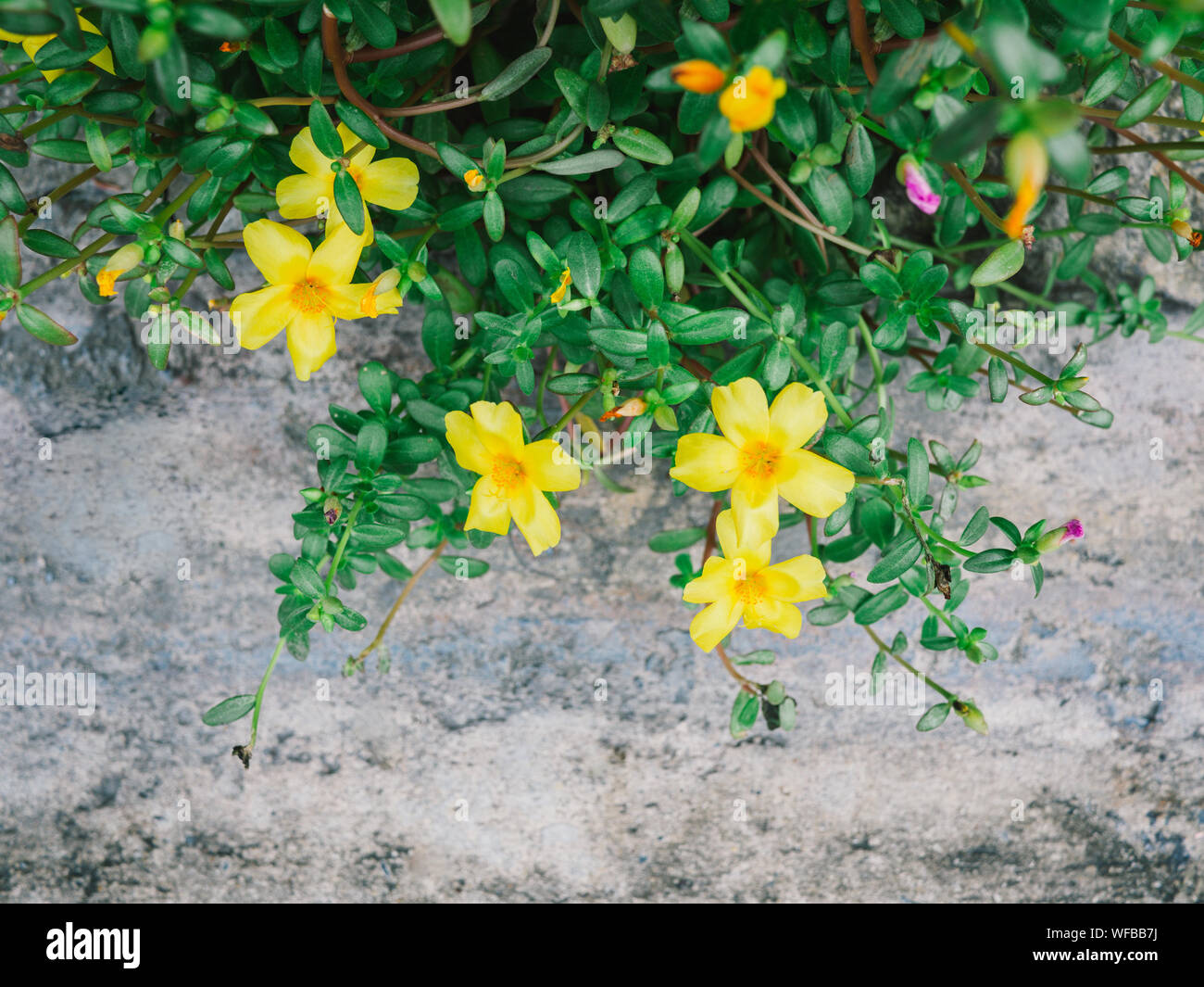 Beautiful yellow and pink flower, Portulaca oleraceae, Cute little flower Stock Photo