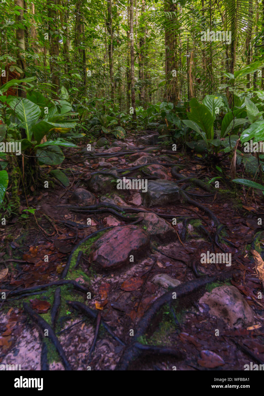 Tourist track in jungle of the river Orinoco. Stock Photo