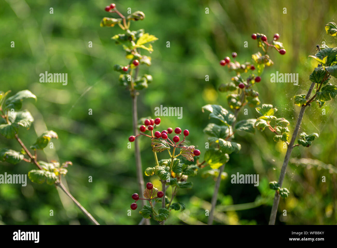 La Brévenne, un soir d'été Stock Photo