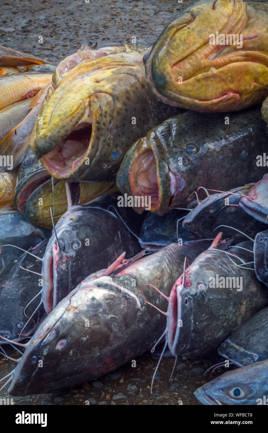 A large pile of freshly caught catfish on a pier of a tropical river. Stock Photo