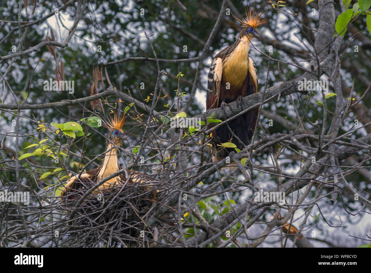 Portrait of Hoatzin (Opisthocomus hoazin) in a nest on top of a tree. Stock Photo