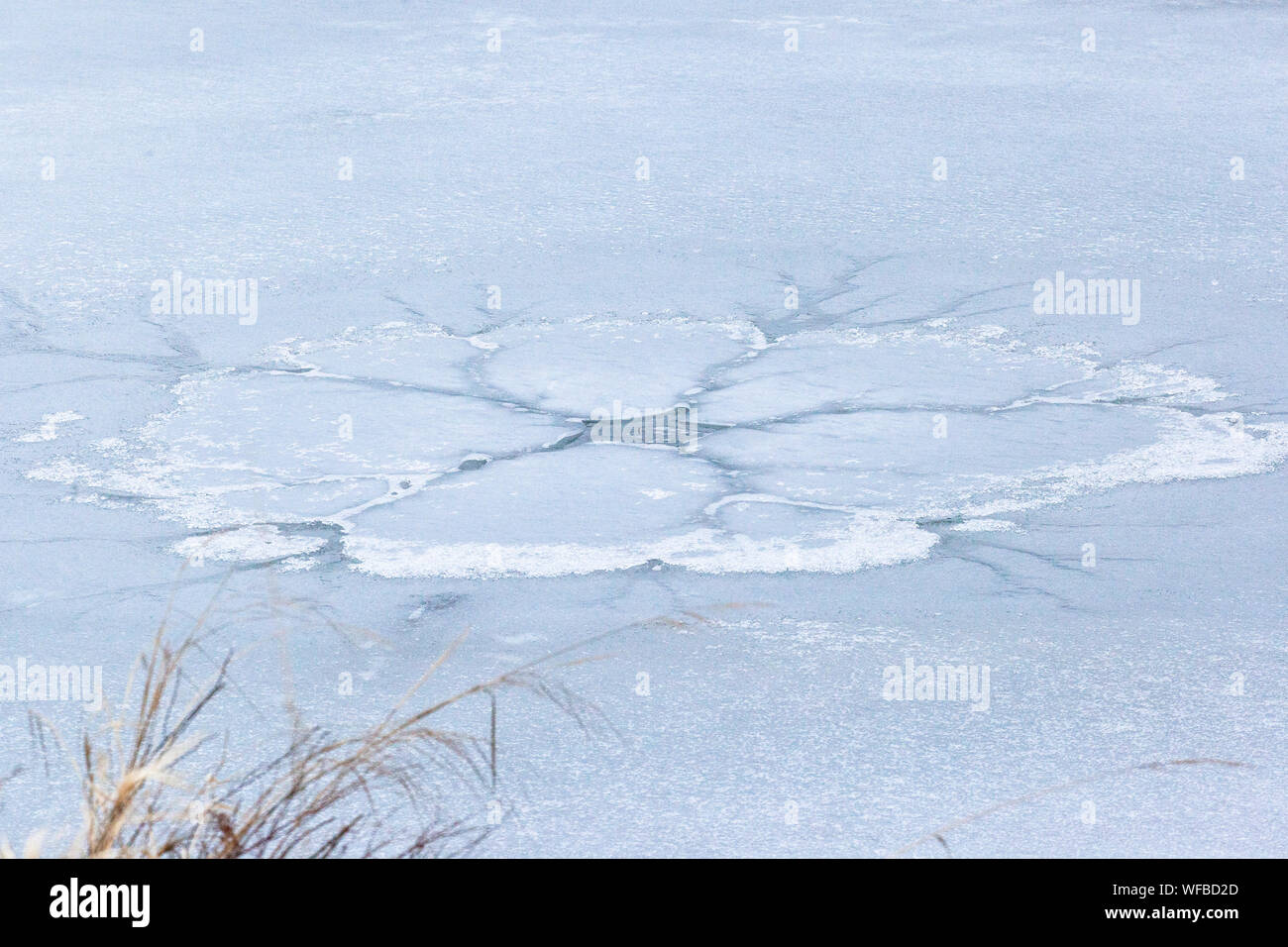Ice melting in the marshes, Grant Narrows, Pitt Meadows, British Columbia, Canada Stock Photo
