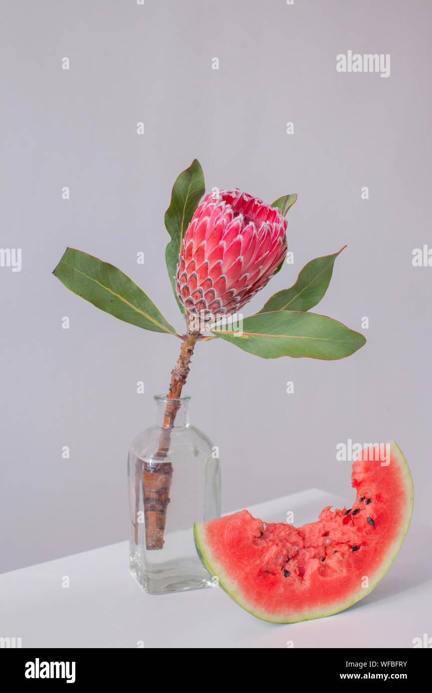 Protea flower in a vase next to a watermelon slice Stock Photo