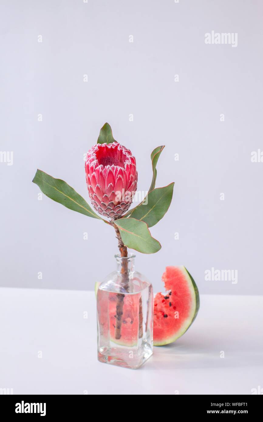 Protea flower in a vase next to a watermelon slice Stock Photo