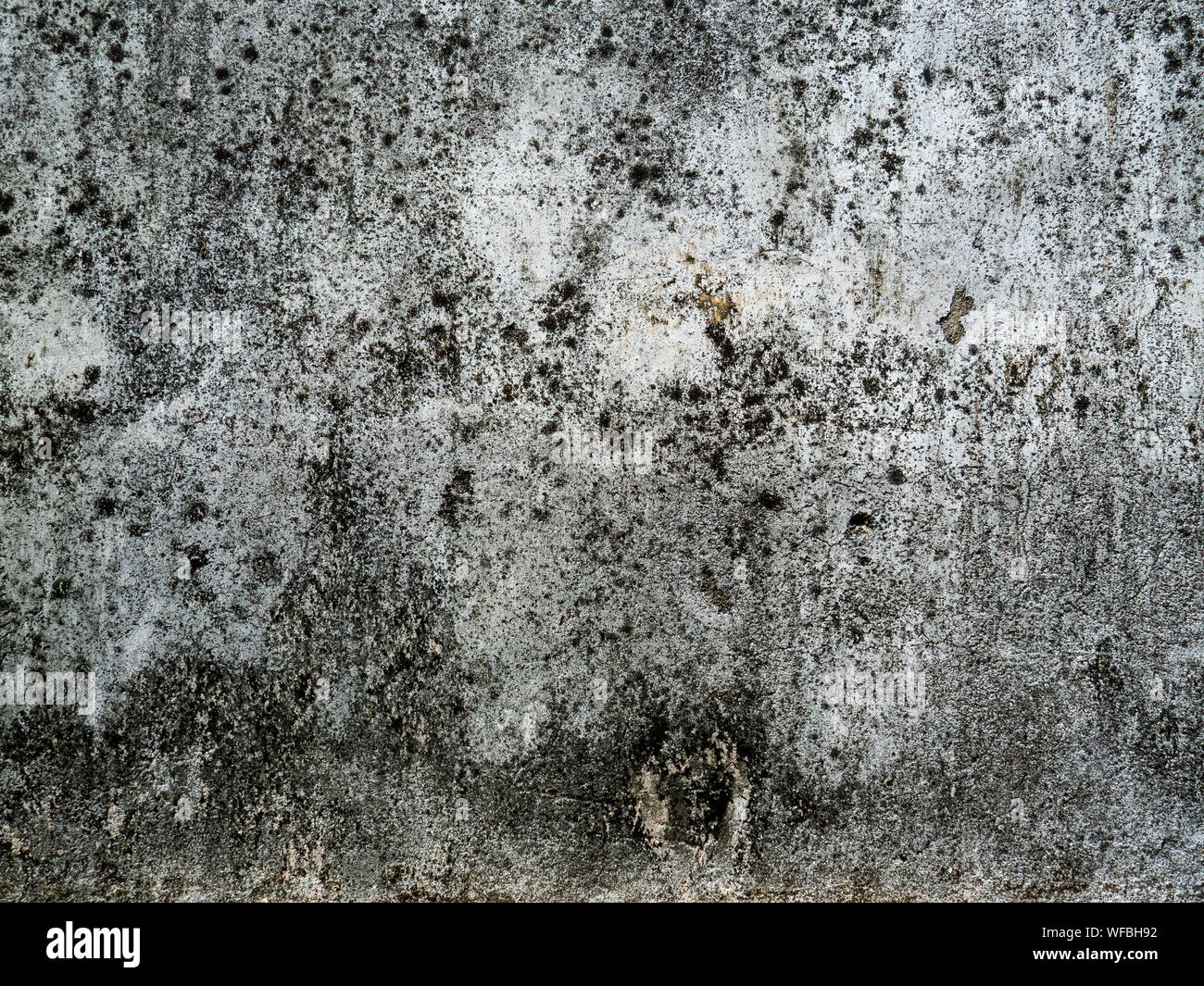 The Old Plaster Wall Art Has Water Clabata And Black Fungus Closeup Old Weathered Concrete Wall Texture With Black Stains On The Wall Stock Photo Alamy The Old Plaster Wall Art Has Water Clabata And Black Fungus Closeup Old Weathered Concrete Wall Texture With Black Stains On The Wall Stock Photo Alamy