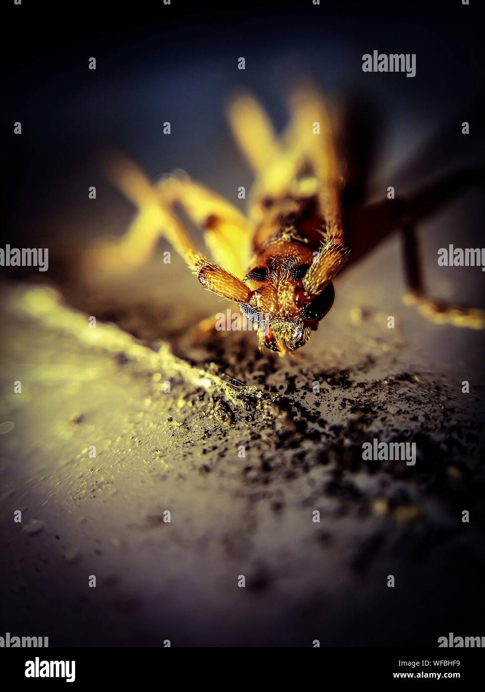 Insect view hi-res stock photography and images - Alamy