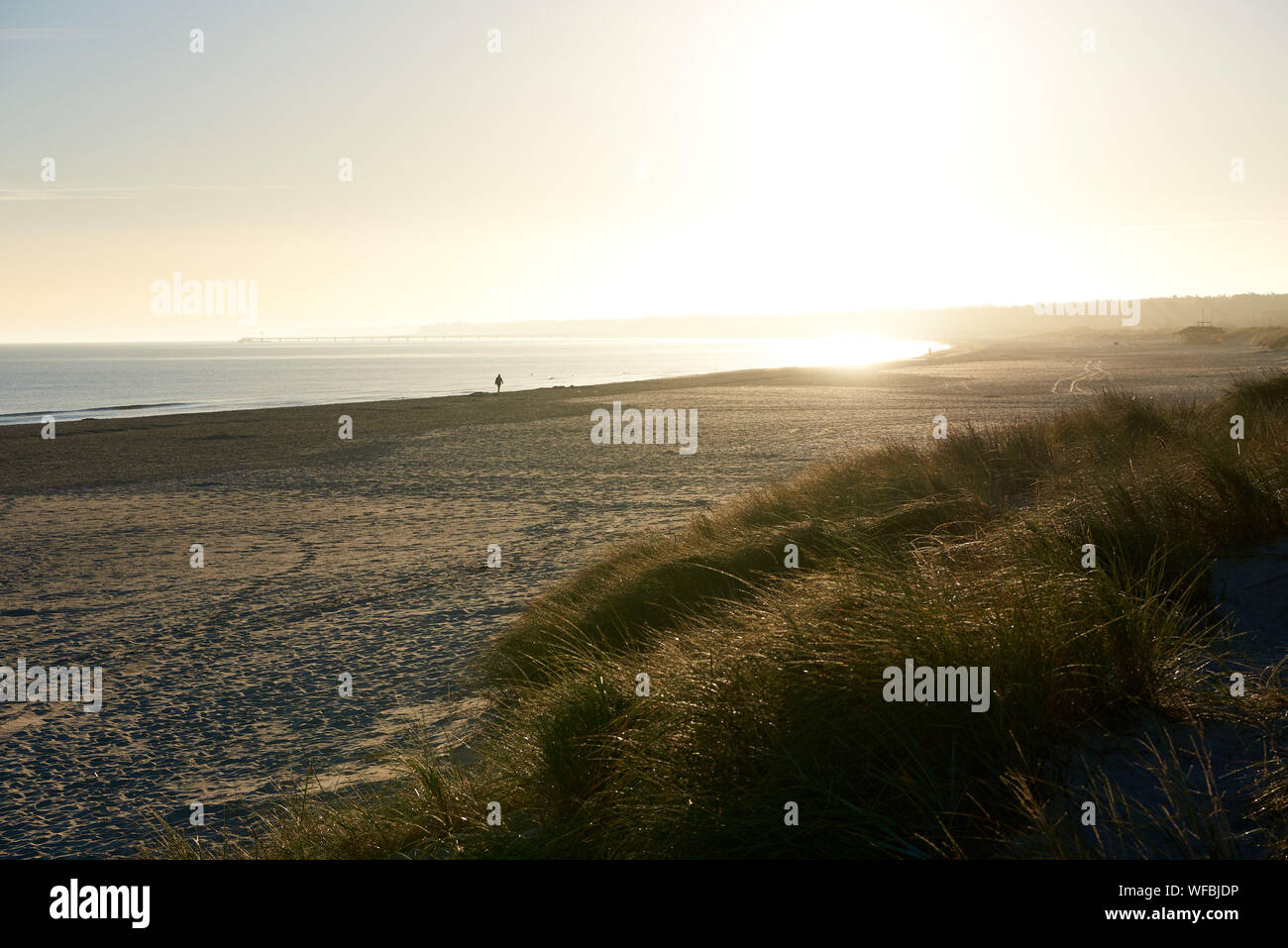 Lonely beach walk on a long sandy beach in the warm backlight of the morning autumn light, with a dune with dense marram grass. Stock Photo