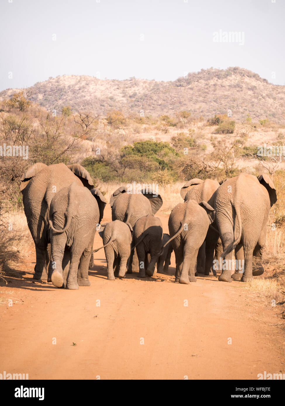 Rear View Of Elephants High Resolution Stock Photography and Images - Alamy