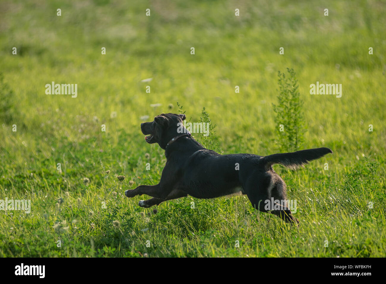 Black dog Stock Photo