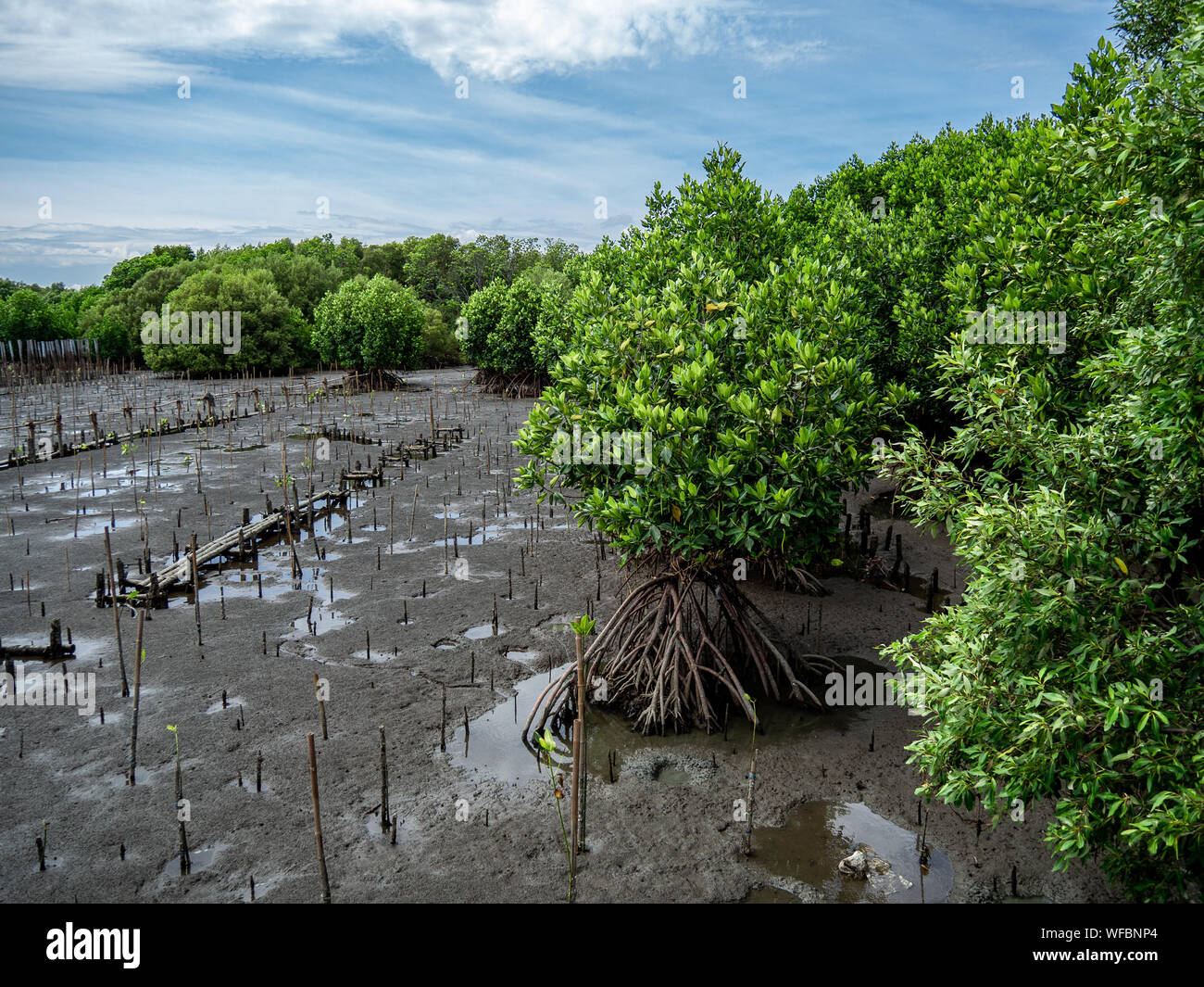 Mangrove Planting High Resolution Stock Photography And Images Alamy